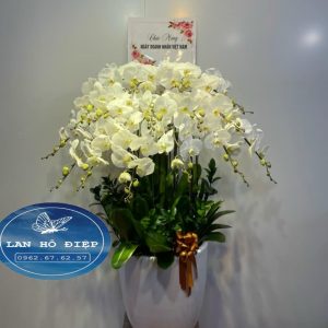 Thuần Khiết - LHD019T