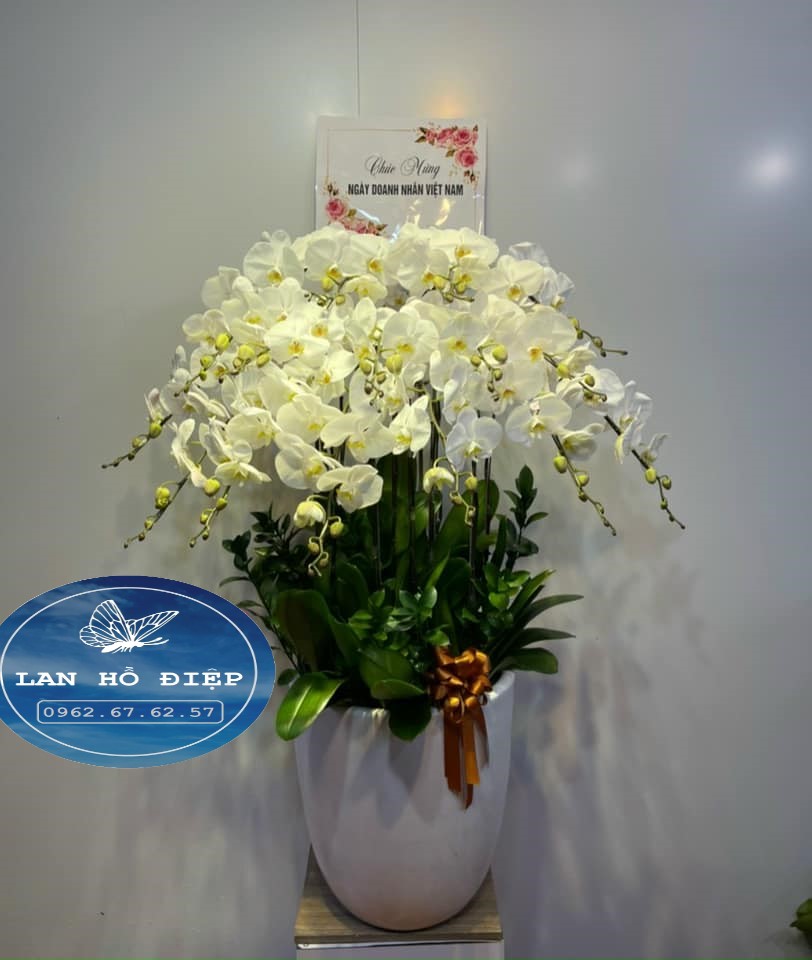 Thuần Khiết - LHD019T