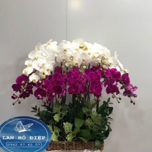 Vững Chãi - LHD025T