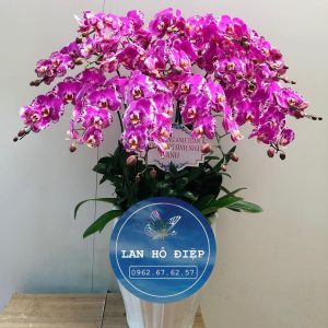 Phúc Báo - LHD002T